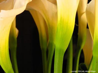 calla lily 9