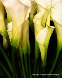 calla lily 5