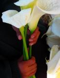 calla lily 3