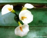 calla lily 13