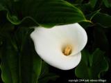 calla lily 14