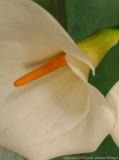 calla lily 2