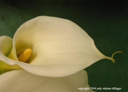 calla lily 8