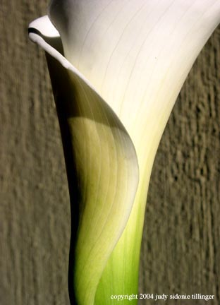 calla lily 4