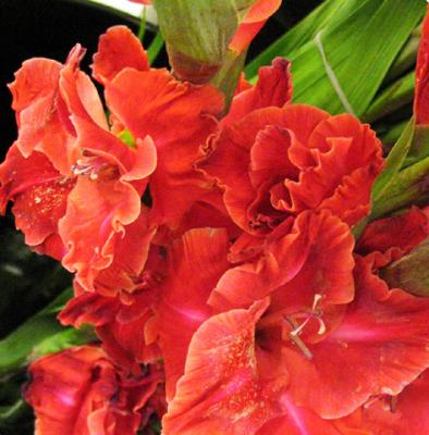 u43/malewis/medium/33647006.Glads.jpg