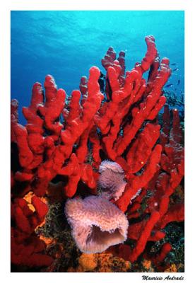Corais e Esponjas