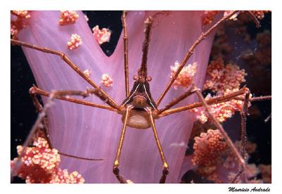 Caranguejo Aranha em Coral Mole