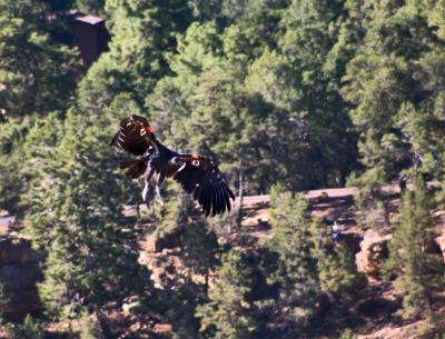 California Condor #43 ready for landing!