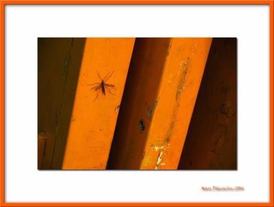 Mosquitoe on orange shutter, Vaires/Marne