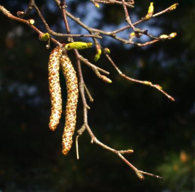 Catkin