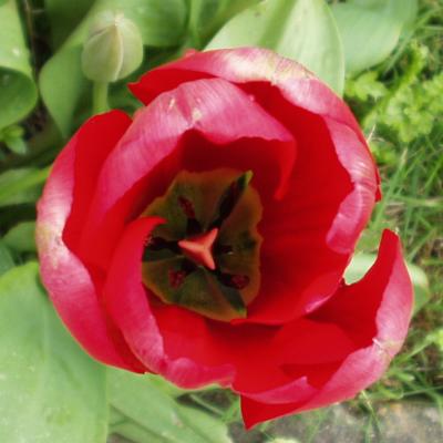Torrid Tulip