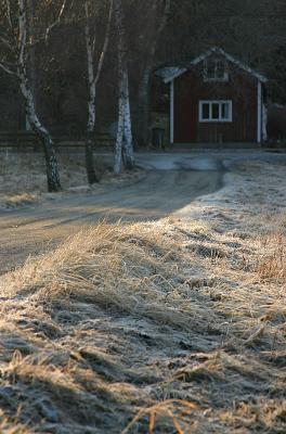 Morning sun on frost