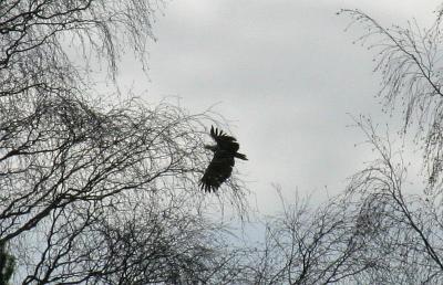 Havsörn - White-tailed Eagle