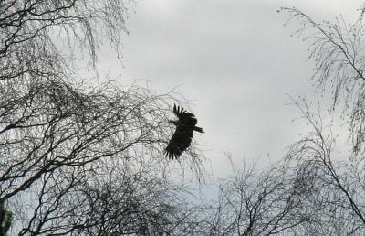 Havsrn - White-tailed Eagle