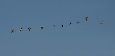 Swans and geese flying together