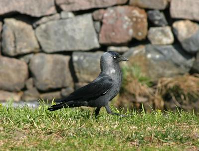 Jackdaw taking a walk