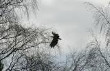 Havsrn - White-tailed Eagle