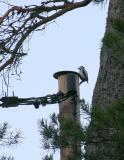 Woodpecker having a morning drum on a telephone post