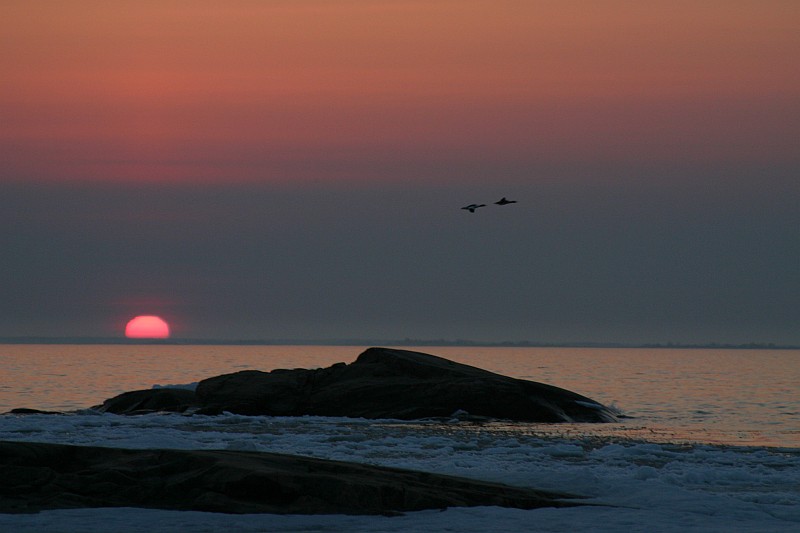 Waterfowl flying in spring night