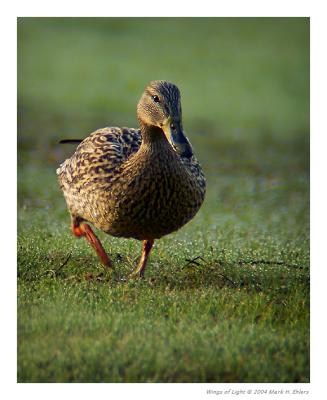 Morning Mallard