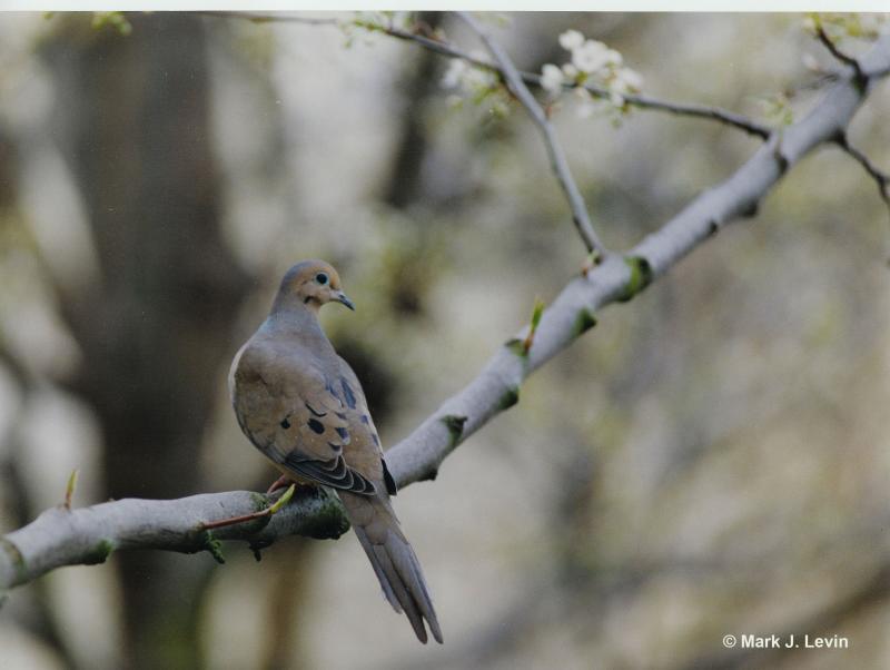 Mourning_Dove-sig.jpg