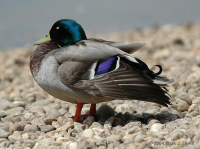 Mallard-sig.jpg