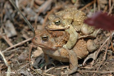 u43/markl53/medium/28087137.Frogssig.jpg