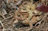 Frogs-sig.jpg