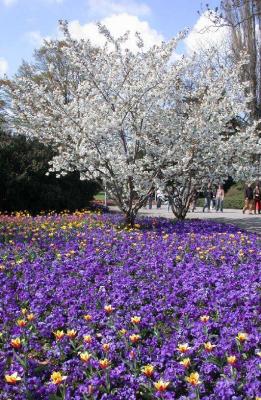 Blooming Mannheim