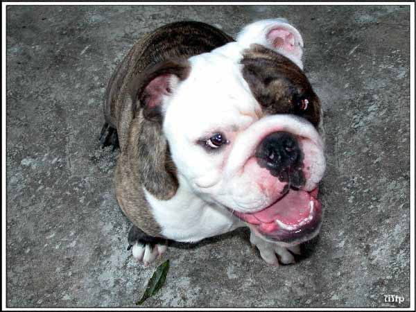 Winston Biggelsworth Dawson