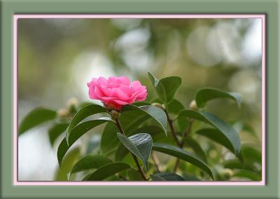 IMG_6830{Q}FM.jpg