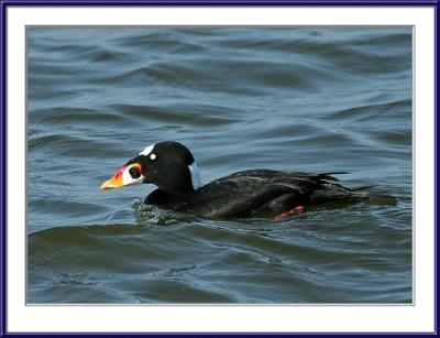 Surf Scoter