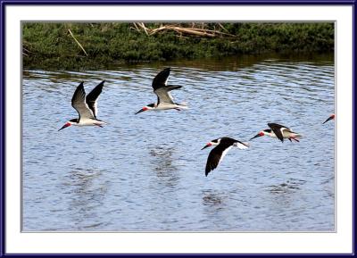 Black skimmers, not skimming.
