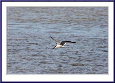 IMG_5954ps{Q}.jpg