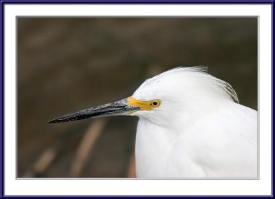 Close-up portrait