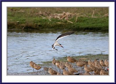 IMG_5962ps{Q}.jpg