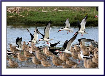 IMG_5985ps{Q}.jpg