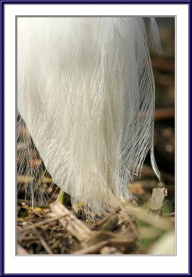Egret's gown