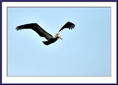 IMG_6039ps{Q}.jpg
