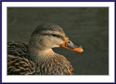 IMG_6136ps{Q}.jpg