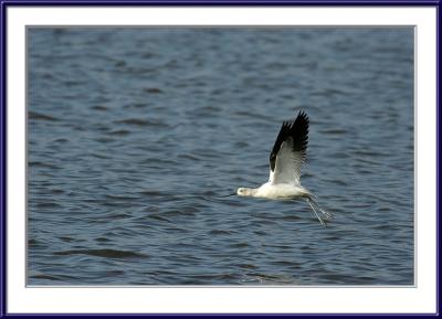 IMG_6184ps{Q}.jpg