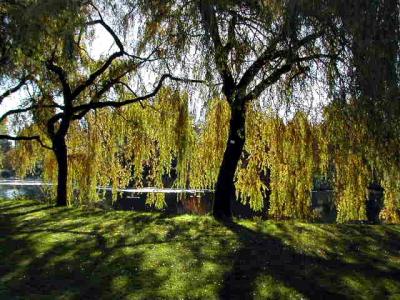 Weeping Willow