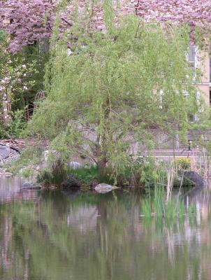 Reflections in a Pond