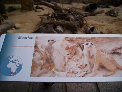 Le fameux Meerkat de Life of Pi
