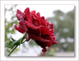 Mr Lincoln in the rain