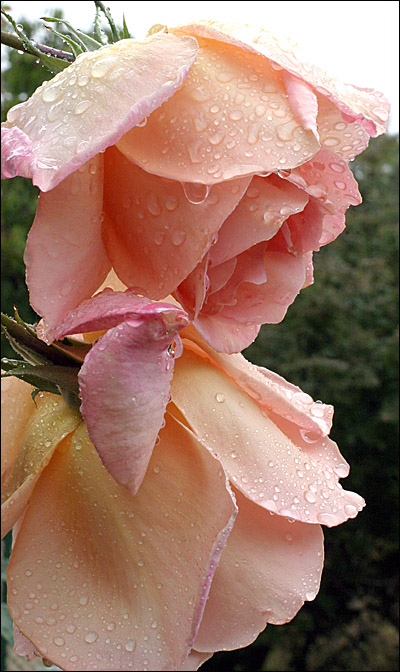 Elizabeth of Glamis
