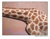 giraffe.jpg