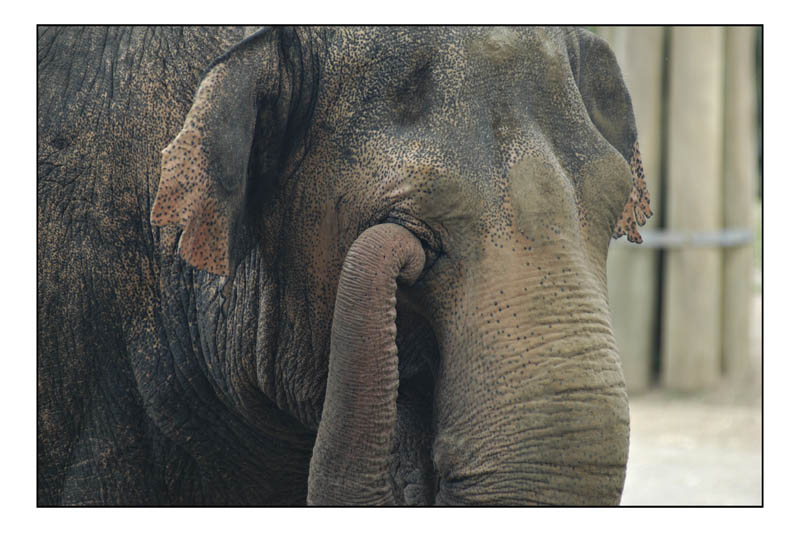 elephant2.jpg