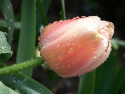 Tulip