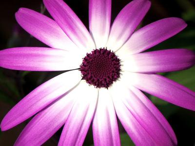 Senetti